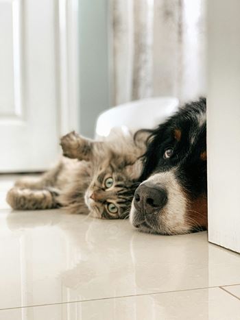 Pet-friendly community (restrictions apply)
